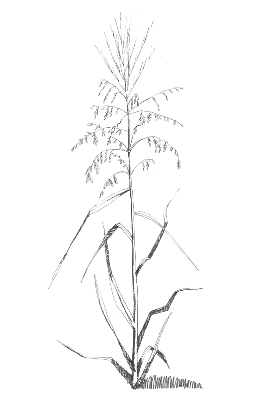Northern Latitude Foods | Coeur d' Alene Wild Rice