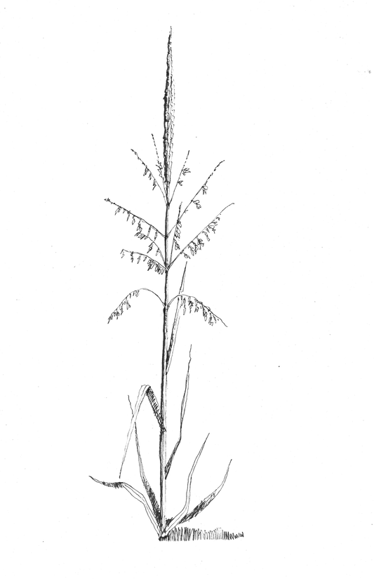 Northern Latitude Foods | Coeur d' Alene Wild Rice