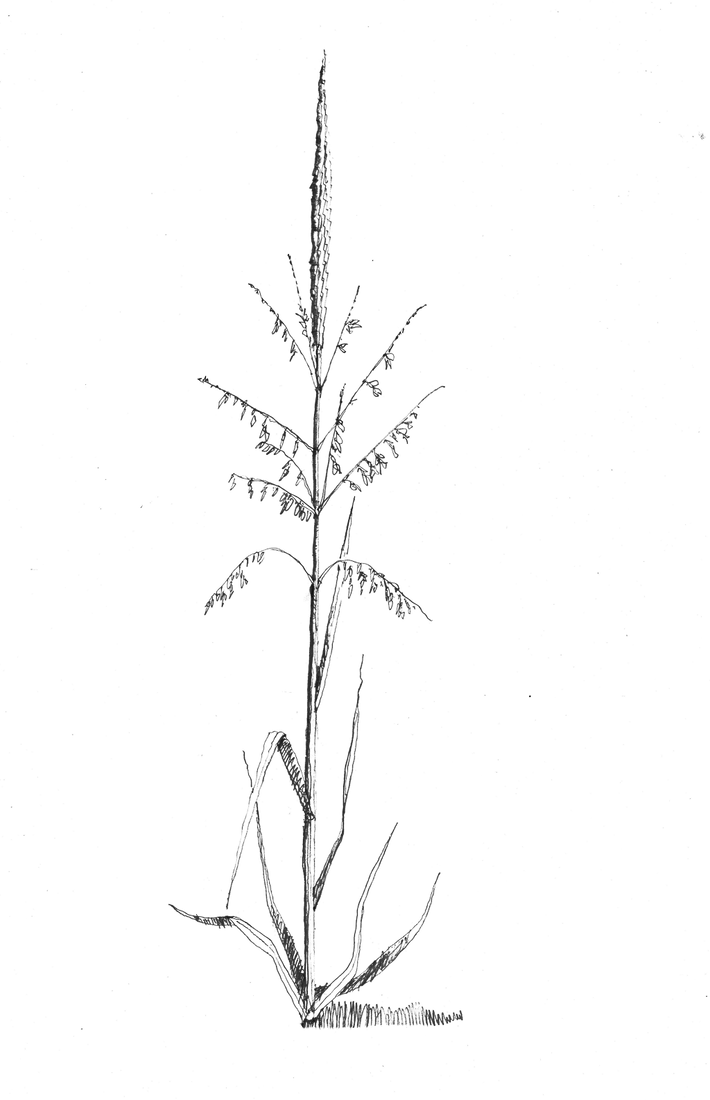 Northern Latitude Foods | Coeur d' Alene Wild Rice